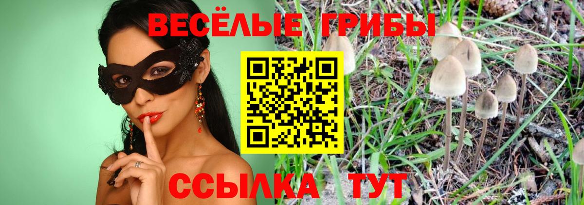 Галлюциногенные грибы Psilocybe Энгельс